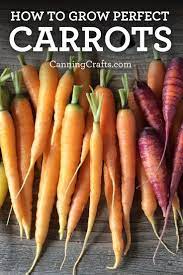 Planting Carrots In Containers With Homemade Potting Soil Recipe How To Plant Carrots Food Garden Growing Vegetables