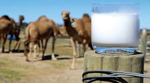Other factors that might influence the price of a camel may also include any of the following: Would You Drink Camel Milk It S Considered The Next Best Milk Great Lakes Ledger