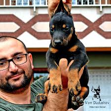Von Dadashov Doberman...