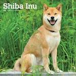 Shiba Inu Temperament - My First Shiba Inu