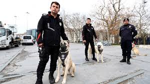 Kangal Kopegi Isirmaz Teslim Alir