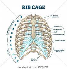 Maybe you would like to learn more about one of these? Rib Cage Anatomy Vector Photo Free Trial Bigstock
