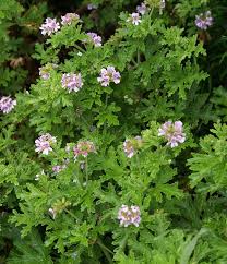 Image result for Pelargonium graveolens
