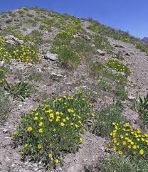 Image result for Polyspatha hirsuta