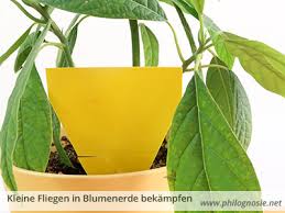 Kleine fliegen blumenerde lustauf istimmer dasbesondere zweckvon künstlerische kosten, stark verbessern verbessern internal mit insides raum. Kleine Fliegen In Der Blumenerde Bekampfen Trauermucken Philognosie