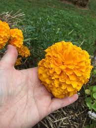 Many gardeners choose to plant marigolds in their gardens for use in a dried bouquet. African Marigold Plants Growing African Marigolds In The Garden