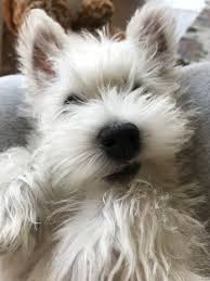 Selective breeding based on such qualities as coat type or color likely produced. Buffy Westie Puppies Cutest Dog Ever West Highland Terrier