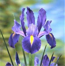 Pin By Jazz Lover On Iris In 2020 Iris Flower Pictures Dutch Iris Bulb Flowers