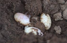A Lizard Mom Is Laying Eggs On The Floor Nest Stock Photo - Image Of  Iguana, Cycle: 181492566
