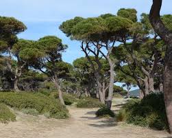 Strand Bei Athen Gesucht 3 Ausfluge Ans Meer I Ferndurst De Ausflug Ans Meer Pflanzen Garten
