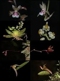 Image result for Oeceoclades maculata