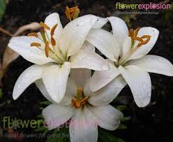 Wholesale flowers and supplies for the ideal wedding or special event. White Asiatic Lily Bulk Oriental Lilies White