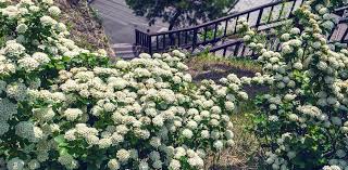 Inspirasjon fra stein&tøy på nett, dekk et flott bord og re opp en fin seng til dine gjester. Slik Beplanter Du Skraningen Hageland