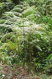 Image result for Hypolepis