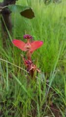 Image result for Disa ochrostachya
