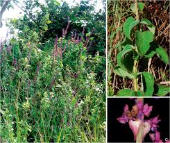 Image result for Xysmalobium sessile