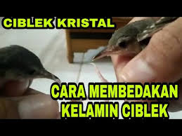 Keakuratan tes dna prenjak diklaim mencapai 99 persen. Like Subscribe Tips Cara Membedakan Ciblek Anakan Jantan Betina Cibelk Kristal Ciblek