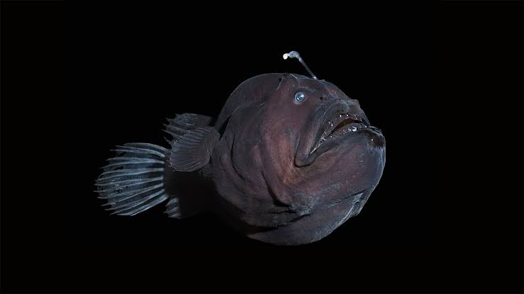 A rare black seadevil anglerfish sees the light - Woods Hole Oceanographic Institution