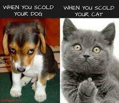 15 Cat Vs Dog Memes To Show Who S The Boss I Can Has Cheezburger
