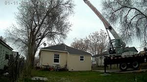 We did not find results for: Videos Of The Tim S Tree Care Team Tim S Tree Care