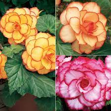 Begonia X Tuberhybrida Giant Picotee Mixed Begonia Tubers Thompson Morgan Indoor Flowering Plants Bulb Flowers Cool Plants