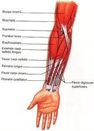 Read more about naproxen (aleve, naprosyn, anaprox, naprelan). What Is This Part Of Arm Called Girlsaskguys