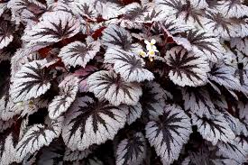 Image result for Begonia scutifolia