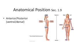 Special terminology is used to prevent misunderstanding exact terminology is used for: Ppt Anatomical Position Sec 1 9 Powerpoint Presentation Free Download Id 1867213