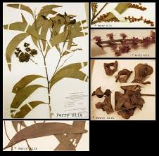 Image result for Acacia auriculiformis