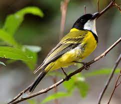 But with the exception of a few of the most common ones, you might not know what types of birds they are. Birds Of The World Golden Whistler