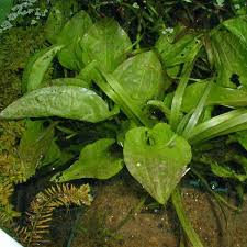 Image result for Ottelia ulvifolia