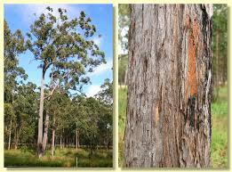 Image result for Tinnea eriocalyx