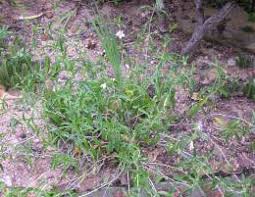 Image result for Barleria lancifolia