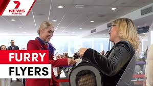 Virgin Australia Pets in Cabin