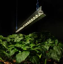 Want to buy the best led grow lights in 2021? Z Lum White Grow Light Bar Z Lum Led Grow Light Bars