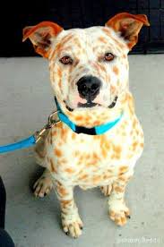 Black And White Spotted Blue Heeler 13 Coolest Looking Dog Breeds Australian Cattle Dog Mix Cattle Dogs Mix Beautiful Dogs