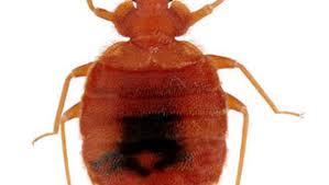 For compliance and enforcement purposes, dec promulgates regulations pursuant to state laws and issues policies as part of compliance assistance. Arizona Law Outlines Bed Bug Protocol