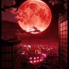 The red moon (film), a 2014 moroccan film. Https Encrypted Tbn0 Gstatic Com Images Q Tbn And9gct1ahi4hmige0p5c4um Qqqwtr0sjei Ux1c7h Vicv5qz4vuuq Usqp Cau