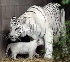 White tigress gives birth to triplets at Indore Zoo | TopNews