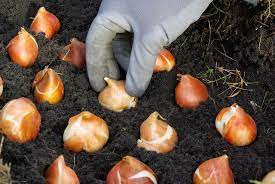 Bulb Planting Depth Guidelines How Deep Should I Plant Bulbs Fall Bulb Planting Planting Bulbs Fall Bulbs