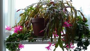 Christmas cacti come by their name honestly. How To Care For Christmas Cactus Schlumbergera Houseplant Central