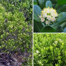 Image result for Boscia salicifolia
