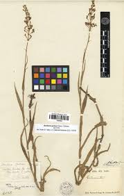 Image result for Aneilema lanceolatum