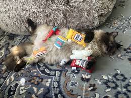PAWS Wakefield - PAWS Wakefield added a new photo.