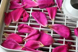 Remove from oven and let them rest for a couple days before cutting or using in crafts. 5 Easy Ways Of Drying Rose Petals Dryingallfoods