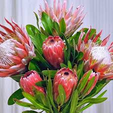~ in march 2020, united wholesale flowers, of san jose, and sequoia floral merged to become sister companies. Wholesale Florists Sequoia Floral Santa Rosa Ca