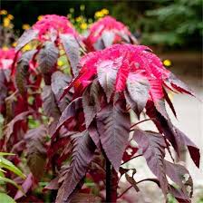 Image result for Amaranthus tricolor