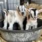 Baby Goat Snuggles