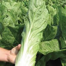 Voci di isole d'italia presenti su wikipedia. Ortofloricoltura Le Moie Desenzano Cicoria Pan Di Zenzero