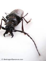 Derobrachus geminatus), are harmless.these beetles do not sting and won't pinch unless bothered or provoked. Palo Verde Beetles The Dragonfly Woman